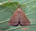 Pyrausta_despicata_co5103s