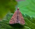 Pyrausta_despicata_cs3515s