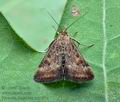 Pyrausta_despicata_cz2091s