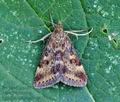 Pyrausta_despicata_hy4171