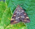 Pyrausta_despicata_hy4517