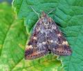 Pyrausta_despicata_hy4517