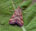 Pyrausta_despicata_jh2127s