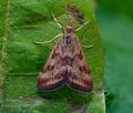 Pyrausta_despicata_jh2147s