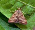 Pyrausta_despicata_jh2174s