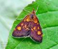 Pyrausta_falcatalis_cv8529s