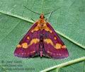 Pyrausta_ostrinalis_cu6080s