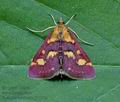 Pyrausta_ostrinalis_jj7121s