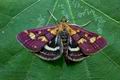 Pyrausta_ostrinalis_jj7139s