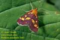 Pyrausta_purpuralis_2665