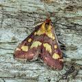 Pyrausta_purpuralis_a3835