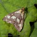 Pyrausta_purpuralis_a4588