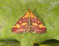 Pyrausta_purpuralis_a977