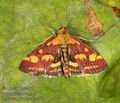 Pyrausta_purpuralis_a978