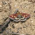 Pyrausta_purpuralis_aa6709