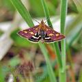 Pyrausta_purpuralis_bf5081