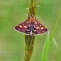 Pyrausta_purpuralis_bf5134