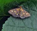 Pyrausta_purpuralis_bo2845