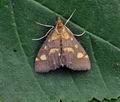 Pyrausta_purpuralis_bo2848