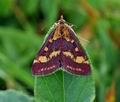 Pyrausta_purpuralis_bs1612