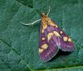 Pyrausta_purpuralis_cf3179s