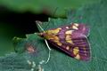 Pyrausta_purpuralis_cf3219s