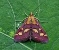 Pyrausta_purpuralis_cp8752s