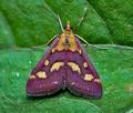 Pyrausta_purpuralis_cp8823s