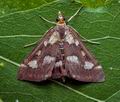 Pyrausta_purpuralis_cp9658s