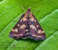 Pyrausta_purpuralis_cr3556s