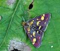 Pyrausta_purpuralis_hy7005