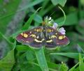 Pyrausta_purpuralis_hy7013