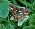 Pyrausta_purpuralis_hy7022