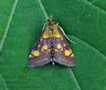 Pyrausta_purpuralis_hy7414