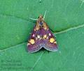 Pyrausta_purpuralis_hy7420