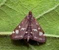 Pyrausta_purpuralis_ja1188s