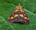 Pyrausta_purpuralis_jj8532s