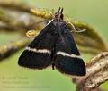 Pyrausta_rectefascialis_cp0949s