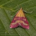 Pyrausta_sanguinalis_ae4767