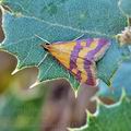 Pyrausta_sanguinalis_bg6447