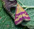 Pyrausta_sanguinalis_ck4064s