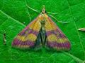 Pyrausta_sanguinalis_ck5494s