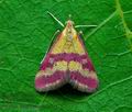 Pyrausta_sanguinalis_cn7434s