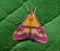 Pyrausta_sanguinalis_cs9608s