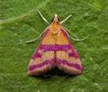 Pyrausta_sanguinalis_cy5321s