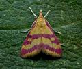 Pyrausta_sanguinalis_jd1014s