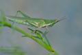 Pyrgomorpha_conica_re4508