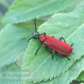 Pyrochroa_coccinea_ah1581