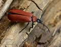 Pyrochroa_coccinea_k2061