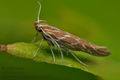 Pyroderces_argyrogrammos_co8061s